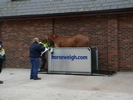 7. Kate Williams with Alderney Prince being weighed