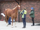 7. Kate Williams with Alderney Prince being assessed by Emma