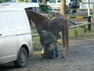 8 Julie Martin's horse Solitaire's Star receives attention from the farrier while 9 Emma Martin with CAA Khalil watch on