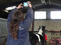 Jackie taking an image of another horse